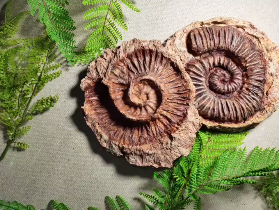 手工搶報|DIY石膏菊石化石，解鎖古生物奧秘