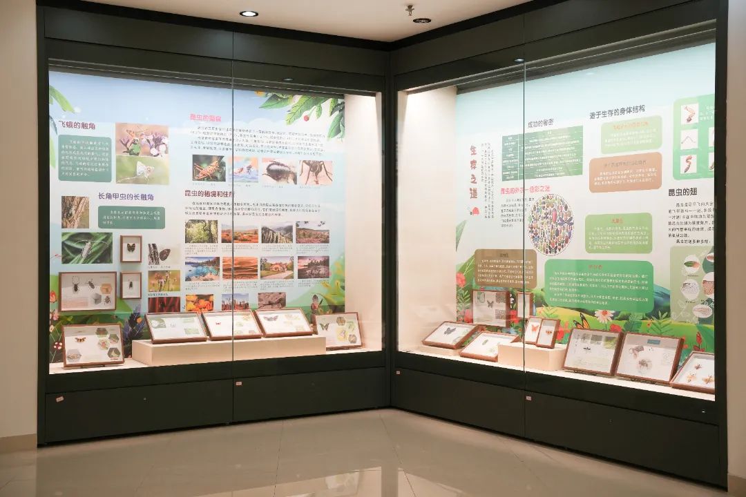 《小昆蟲·大世界——昆蟲標(biāo)本科普展》啟幕，帶你走進(jìn)充滿奧秘的昆蟲王國(guó)