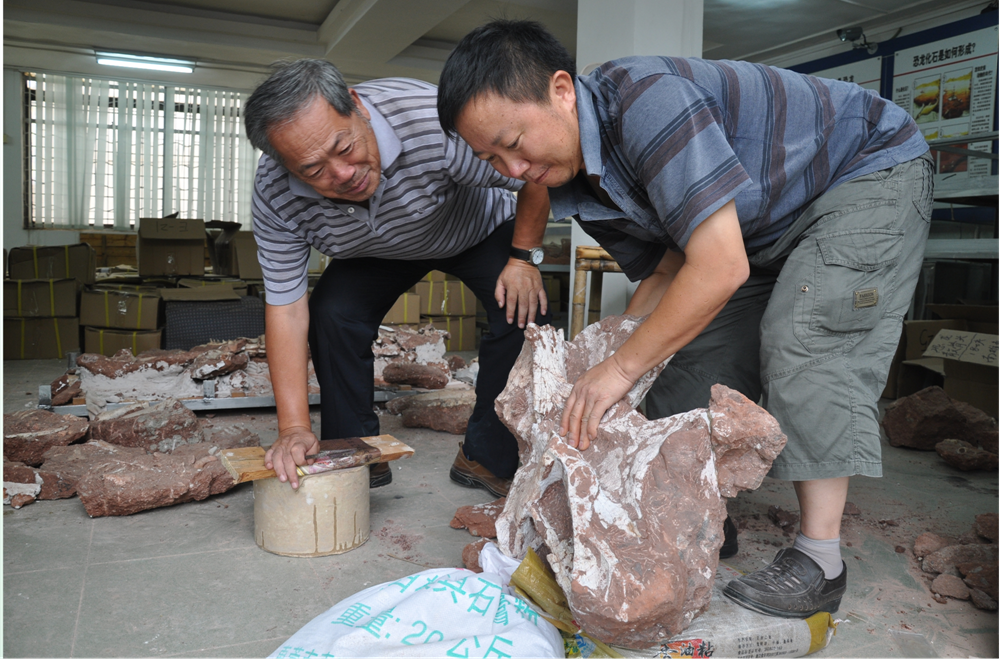 2010年8月，董枝明（左一）在河源市博物館鑒定巨龍類恐龍椎體化石.png